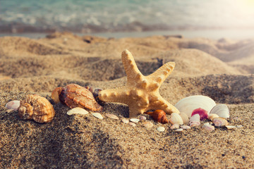 Fototapeta na wymiar Assorted sea shells and starfish on an south ocean coast with sa
