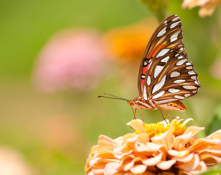 Gulf Fritillary Butterfly feeding on a pale orange Zinnia in summer garden