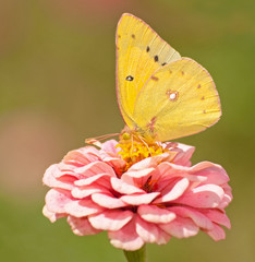 Orange Sulphur, colias eurytheme butterfly feeding on pink Zinnia against green background