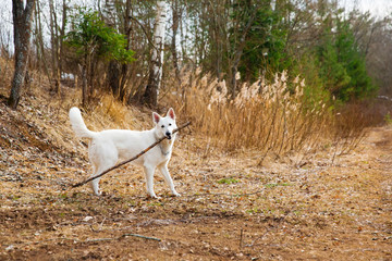 White Swiss shepherd dog playing with stick