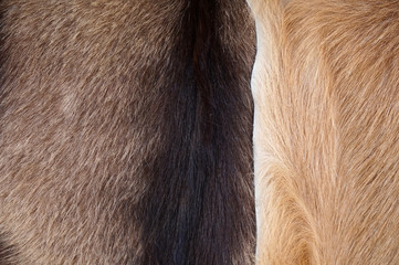 Close Up of cow's skinned  genuine natural fur