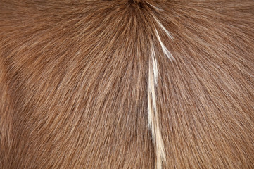 Close Up of cow's skinned  genuine natural brown fur