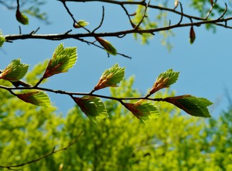 Blätter und Zweige im Frühling