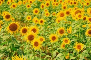 Fototapeta na wymiar vintage sunflower 