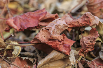 Red dead leaves at garden. Autumn
