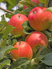 ripe apples in autumn