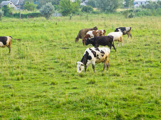 Cows on a meadow