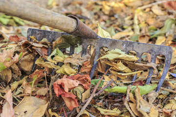 Heaping up dead leaves with a rake, in autumn