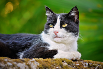 black and white young cat