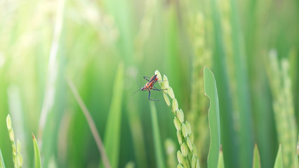 insect on paddy 
