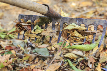 Autumn chores at garden: collecting dead leaves with a rake