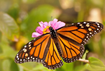 Dorsal view of a female Monarch butterfly in garden