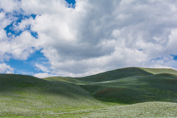 Green Hills in Lamar Valley