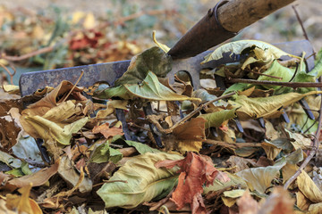Rake the dead leaves at garden. Autumn chores