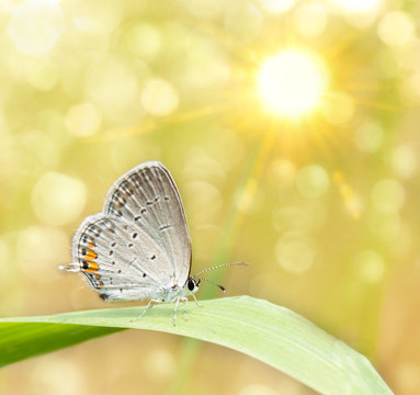 Dreamy image os a Gray Hairstreak butterfly on blade of grass