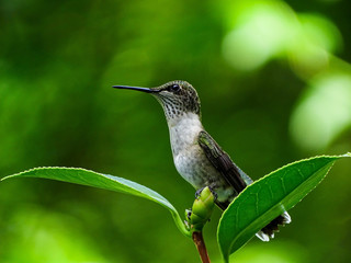 Fototapeta na wymiar hummingbird perched on a flower bud
