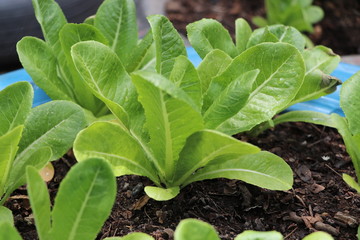 Growth green Cos lettuce informal farm, in the recycle wheel