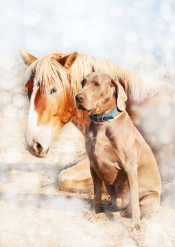 Dreamy image of a Weimaraner dog sitting next to his resting friend, a huge Belgian Draft horse