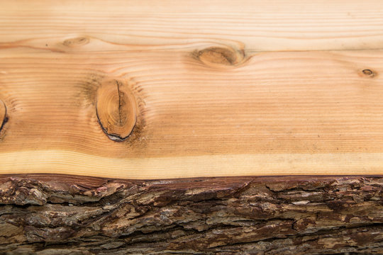 Cross section of a pine trunk, bark
