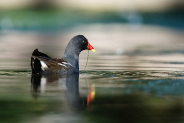 Common Moorhen, Moorhen, Gallinula chloropus