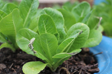 Growth green Cos lettuce informal farm, in the recycle wheel