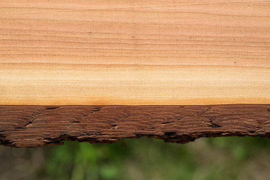 Cross section of a pine trunk, bark