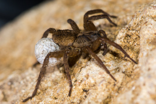 Trochosa ruricola wolf spider female with egg sac. A spider in the family Lycosidae, carrying ball of eggs attached to spinerets