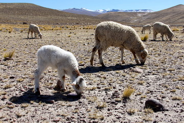 livestock 