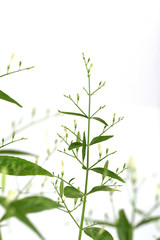 Fototapeta na wymiar Andrographis paniculata (Burm.f.) Nees, medicinal herbs of Thailand.