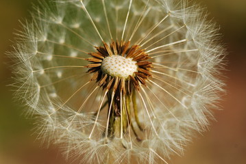 Dandelion, mature inflorescence detail. Macro photo.