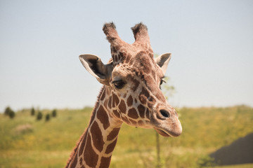 Just Giraffing Around