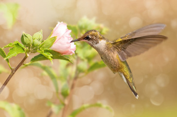 Fototapeta premium Dreamy image of a young male Hummingbird hovering