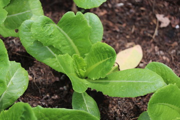 Growth green cos lettuce informal farm, in the recycle wheel