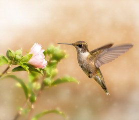 Dreamy image of a young male Hummingbird hovering