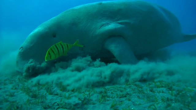 Dugong - Dugong dugon, eating sea grass at the bottom, Red Sea, Egypt
