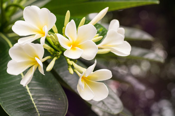 Fototapeta na wymiar Frangipani flower background. White flower in thailand.