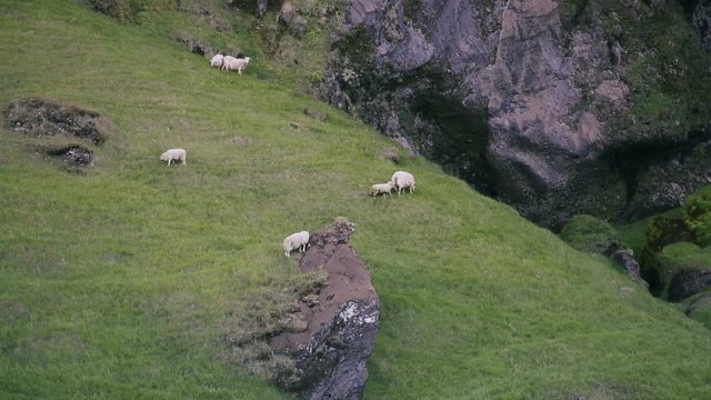 Sheep on grass hill and mountains in Iceland