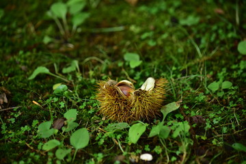 秋の恵み　割れた栗