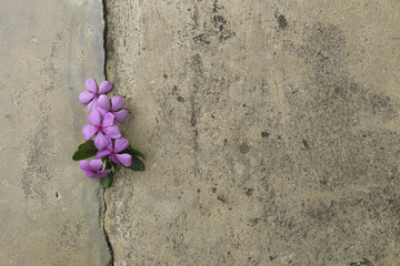 Fototapeta na wymiar Plant growing through crack in pavement