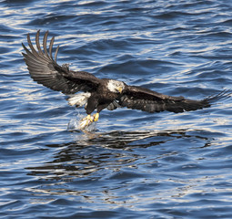 Bald Eagle catching fish