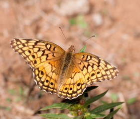 Variegated Fritillary, Euptoieta claudia butterfly, feeding on a small wild flower