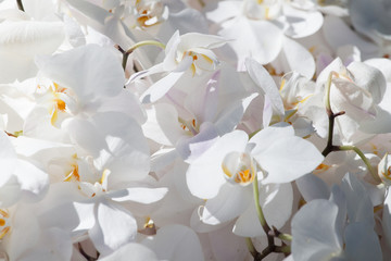 Fototapeta na wymiar White Songkran Flowers