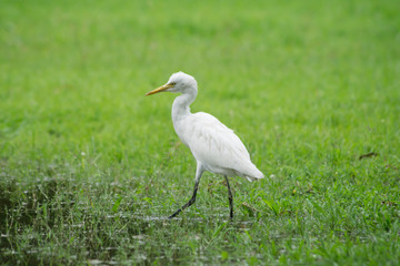 egret the animals living day.