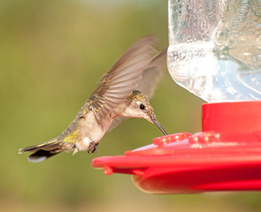 Female Ruby-throated Hummingbird hovering and drinking nectar at the feeder