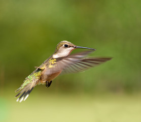 Ruby-throated Hummingbird female in flight