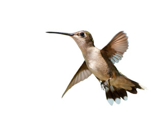 Fototapeta na wymiar Ruby-throated Hummingbird in flight, on white background
