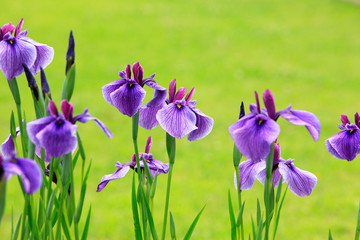 花菖蒲 