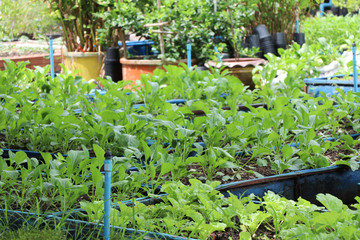 Growth green Cos Lettuce informal farm, in the recycle wheel