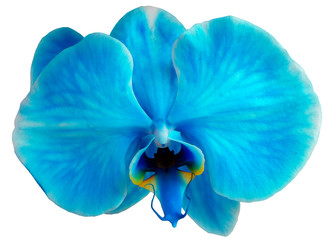Big Blue Orchid
