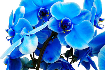 Blue Orchid Branch with Flowers
